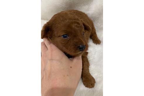 成約済の埼玉県のトイプードル-128200の24枚目