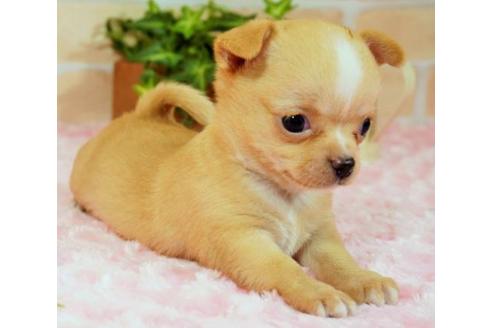 成約済の愛知県のチワワ(スムースコート)-129455の3枚目