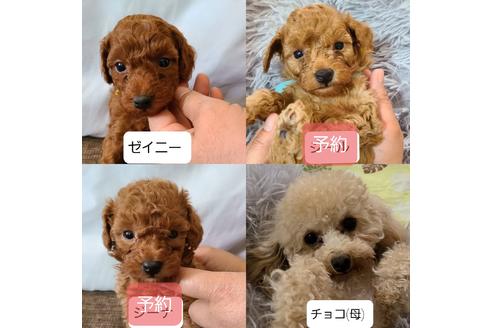 成約済の東京都のトイプードル-128388の1枚目