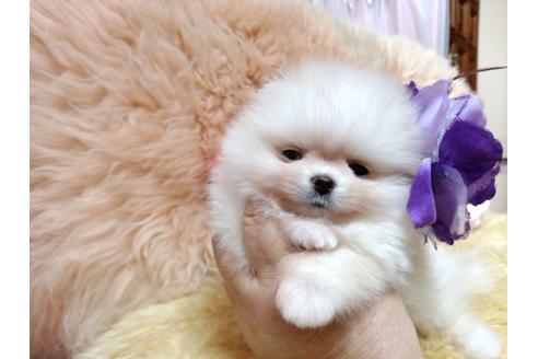成約済の愛知県のポメラニアン-129490の5枚目