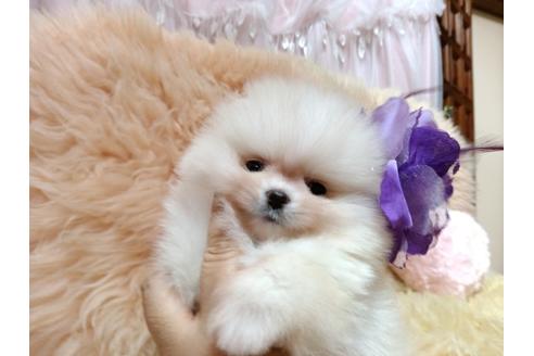 成約済の愛知県のポメラニアン-129490の2枚目