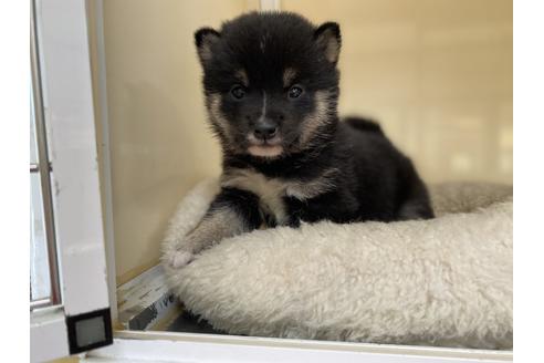 成約済の岡山県の豆柴-126635の11枚目