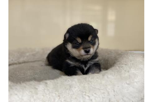 成約済の岡山県の豆柴-127241の1枚目