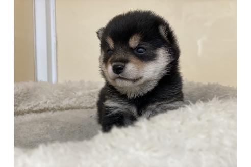 成約済の岡山県の豆柴-127241の4枚目