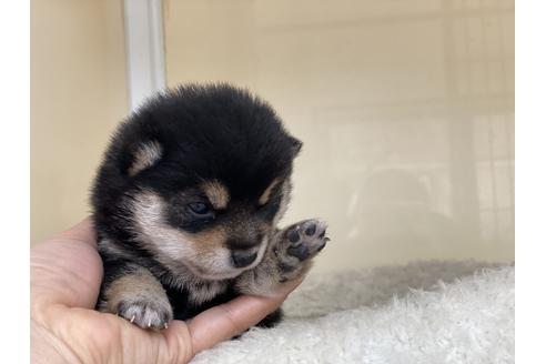 成約済の岡山県の豆柴-127241の3枚目