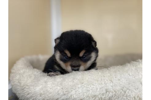 成約済の岡山県の豆柴-127241の2枚目