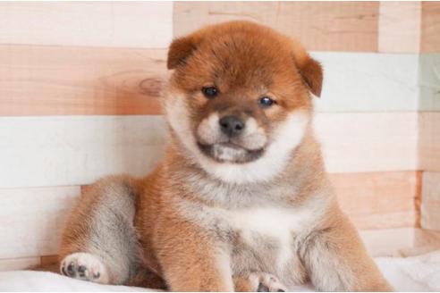成約済の福岡県の柴犬-129564の1枚目