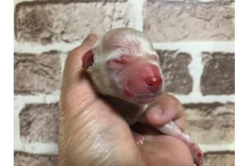 成約済の埼玉県のトイプードル-129573の7枚目
