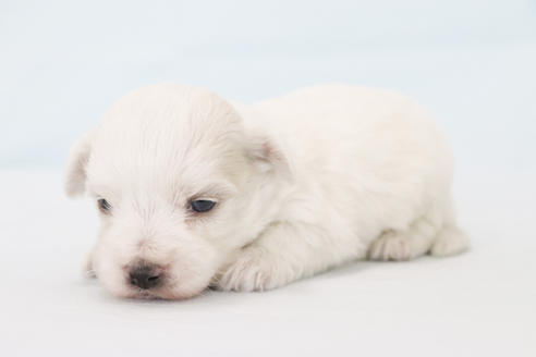 成約済の神奈川県のミックス犬-129577の5枚目