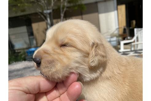 成約済の埼玉県のゴールデンレトリーバー-129592の2枚目