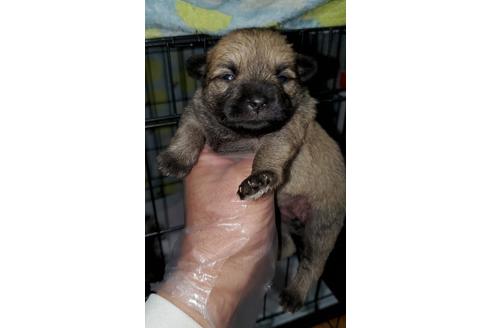 成約済の福岡県のミニチュアシュナウザー-129615
