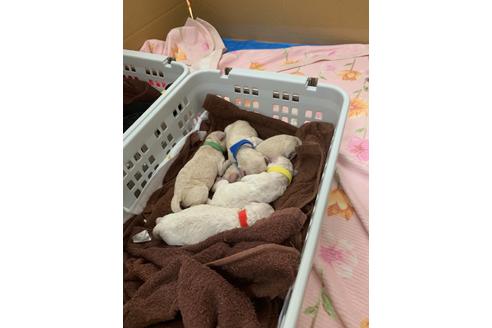 成約済の神奈川県のスタンダードプードル-129631の1枚目