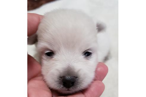 一人暮らしの人におすすめの犬種から子犬を探す ブリーダーナビ 一人暮らしの人におすすめの犬種から子犬を探す ブリーダーナビ
