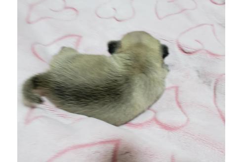 成約済の広島県のパグ-129640の2枚目
