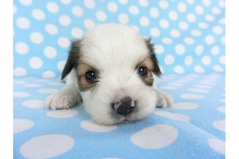 成約済の千葉県のパピヨン-129661