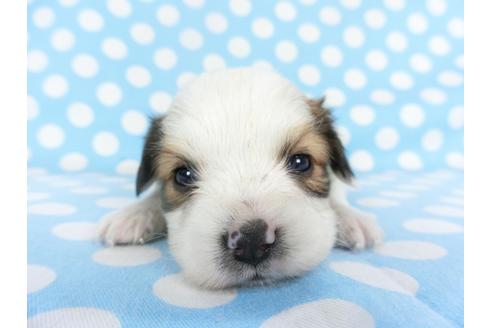 成約済の千葉県のパピヨン-129661の4枚目