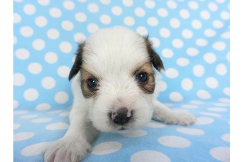 成約済の千葉県のパピヨン-129661の3枚目