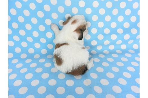 成約済の千葉県のパピヨン-129661の2枚目