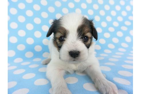 成約済の千葉県のパピヨン-129669