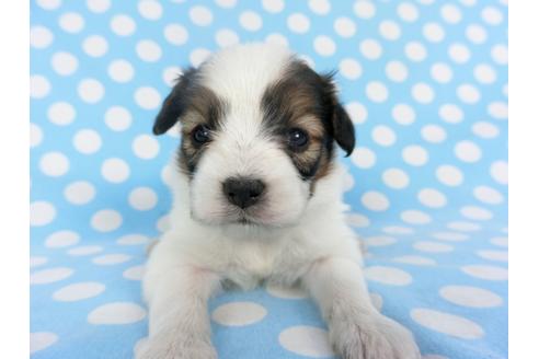 成約済の千葉県のパピヨン-129669の4枚目