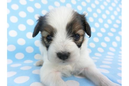 成約済の千葉県のパピヨン-129669の3枚目