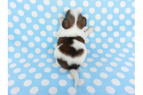 成約済の千葉県のパピヨン-129669の2枚目