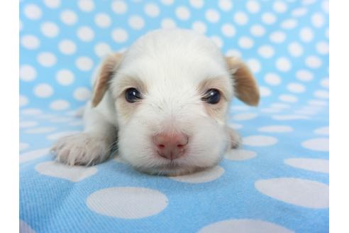 成約済の千葉県のパピヨン-129678