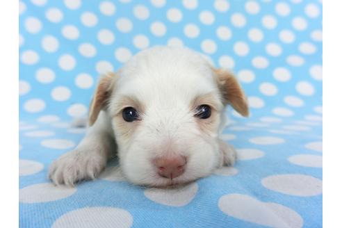 成約済の千葉県のパピヨン-129678の4枚目