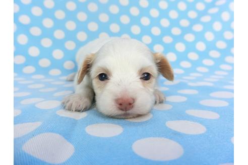 成約済の千葉県のパピヨン-129678の3枚目