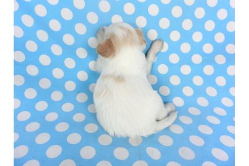 成約済の千葉県のパピヨン-129678の2枚目