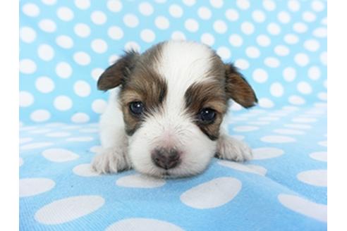 成約済の千葉県のパピヨン-129682の4枚目