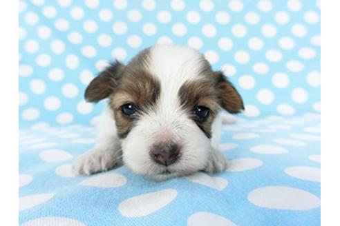 成約済の千葉県のパピヨン-129682の1枚目