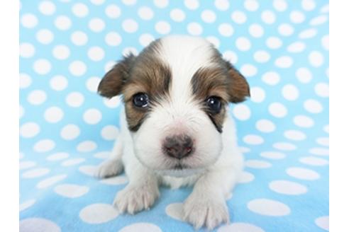 成約済の千葉県のパピヨン-129682の3枚目