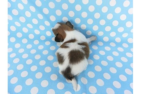 成約済の千葉県のパピヨン-129682の2枚目