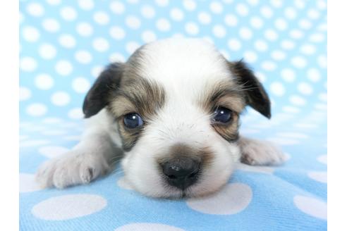 成約済の千葉県のパピヨン-129684の1枚目