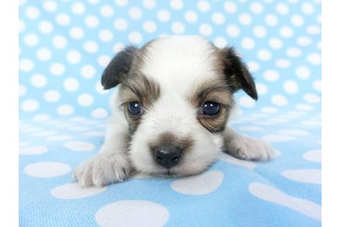 成約済の千葉県のパピヨン-129684の4枚目