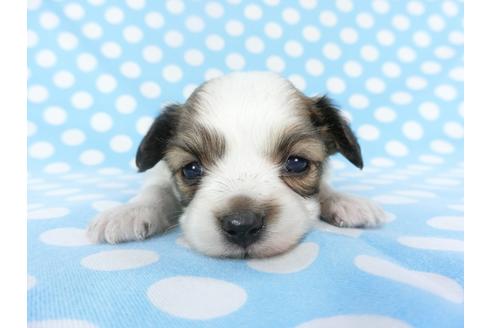 成約済の千葉県のパピヨン-129684の3枚目