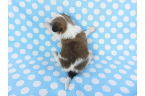 成約済の千葉県のパピヨン-129684の2枚目