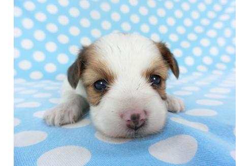 成約済の千葉県のパピヨン-129686の1枚目