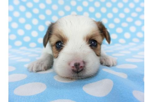 成約済の千葉県のパピヨン-129686の4枚目