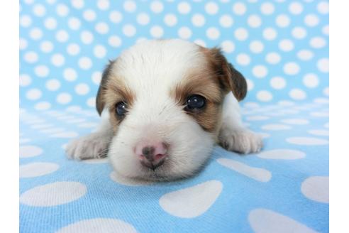 成約済の千葉県のパピヨン-129686の3枚目