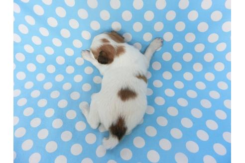 成約済の千葉県のパピヨン-129686の2枚目