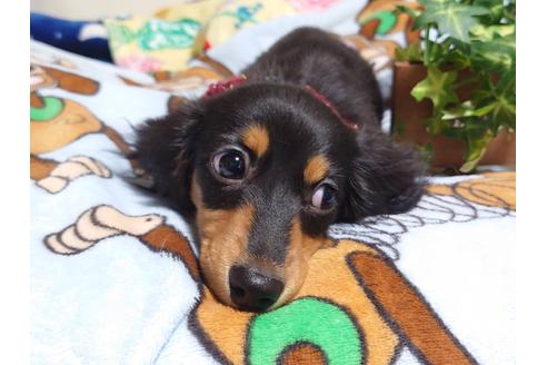 成約済の福岡県のカニンヘンダックスフンド(ロングヘアード)-129763の4枚目