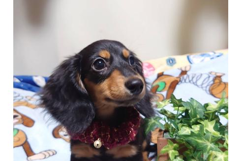 成約済の福岡県のカニンヘンダックスフンド(ロングヘアード)-129763の3枚目