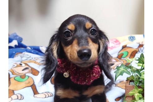 成約済の福岡県のカニンヘンダックスフンド(ロングヘアード)-129763の2枚目