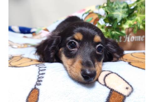 成約済の福岡県のカニンヘンダックスフンド(ロングヘアード)-129763の1枚目