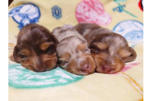 成約済の福岡県のミニチュアダックスフンド(ロングヘアード)-129764の8枚目