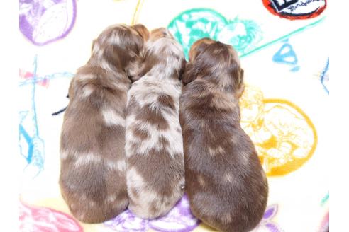 成約済の福岡県のミニチュアダックスフンド(ロングヘアード)-129764の7枚目