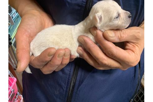 成約済の岐阜県のチワプー:チワワ×トイプードル-127815の6枚目