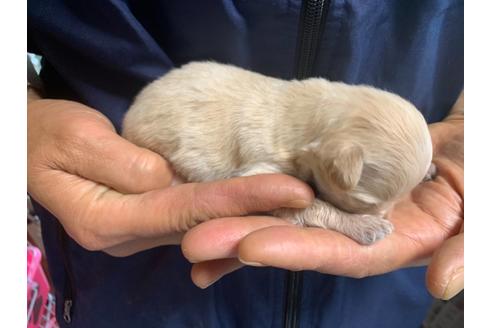 成約済の岐阜県のチワプー:チワワ×トイプードル-129774の7枚目